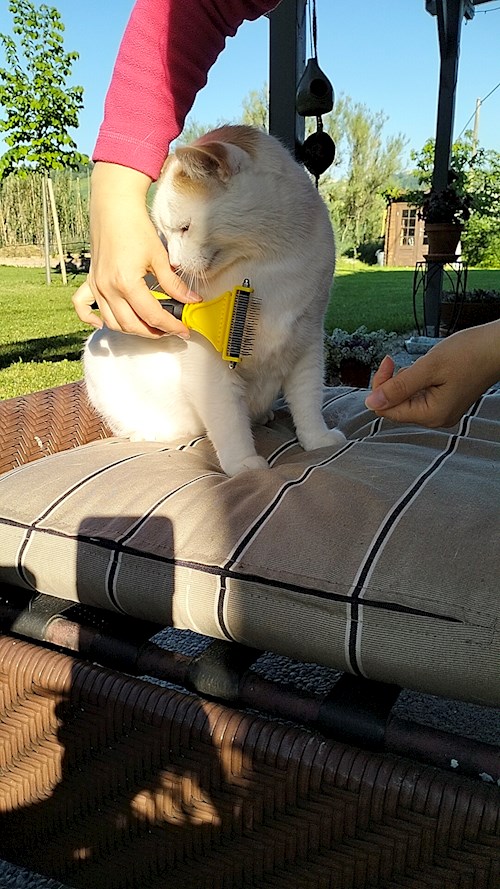 Lara- petsitter București or Pet nanny for dogs cats