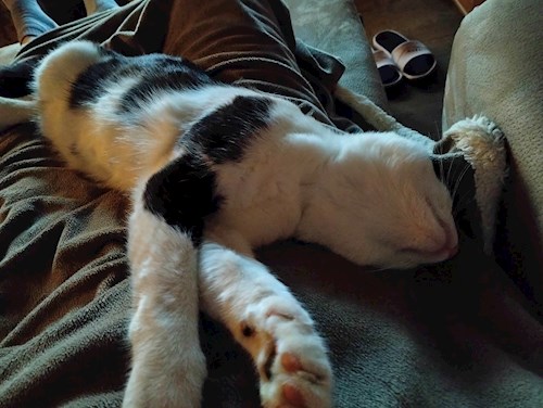 Lara- petsitter București or Pet nanny for dogs cats