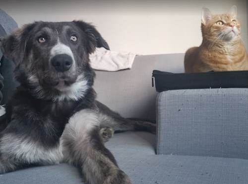 Jaša- petsitter Cluj-Napoca vagy Állat szitter a kutyák cicák 
