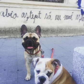  thumbnail petsitter Bucureşti or pet nanny for dogs cats 