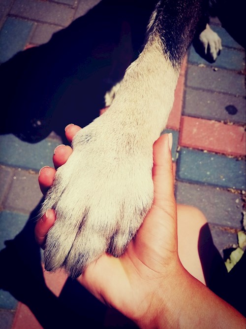 Alexandra- petsitter București sau Bonă pentru animale pentru câini pisici