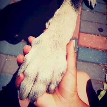 thumbnail petsitter București sau bonă pentru animale pentru câini pisici