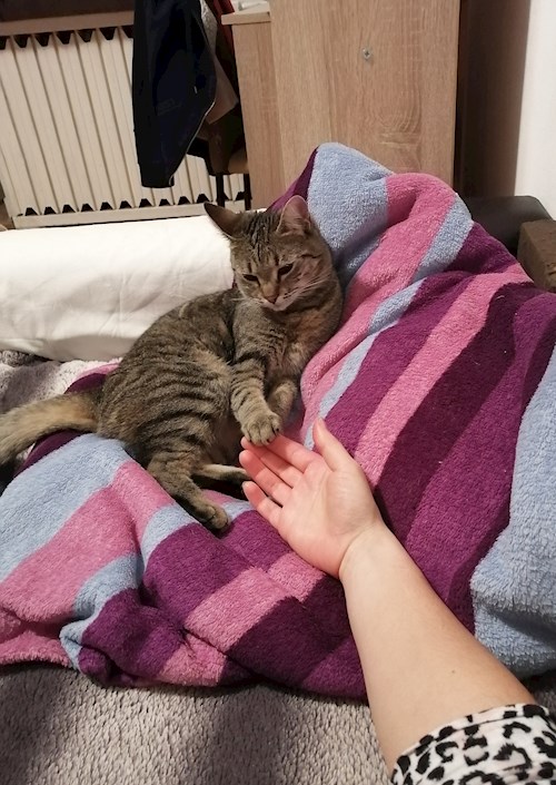 Monica- petsitter Cluj-Napoca vagy Állat szitter a kutyák cicák 