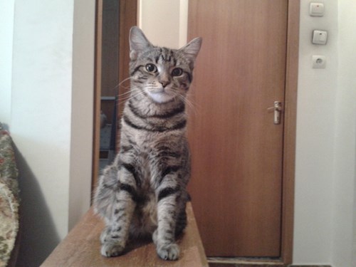 Alina- petsitter București or Pet nanny for dogs cats 