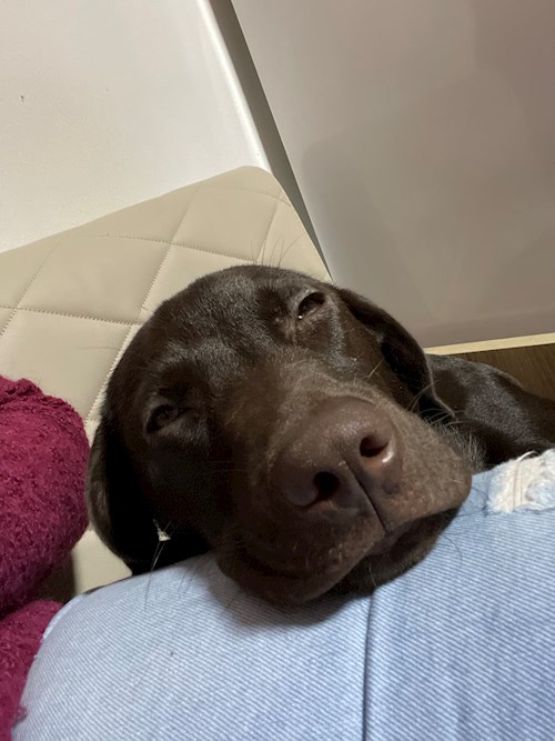 Andrea- petsitter Cluj-Napoca sau Bonă pentru animale pentru câini pisici