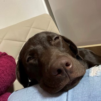 thumbnail petsitter Cluj-Napoca sau bonă pentru animale pentru câini pisici