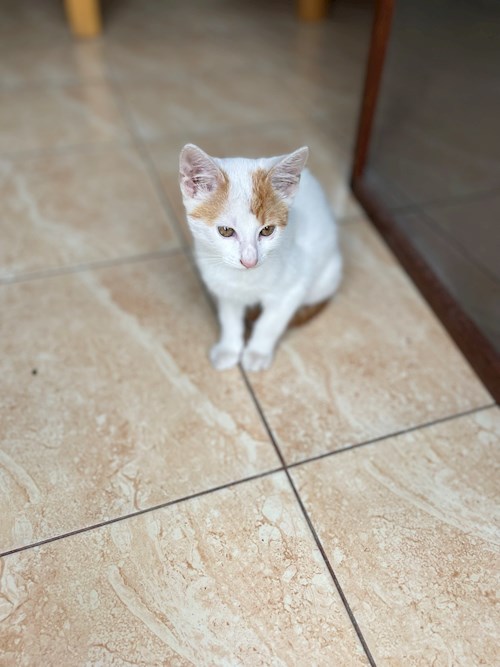 Andrea- petsitter Cluj-Napoca sau Bonă pentru animale pentru câini pisici