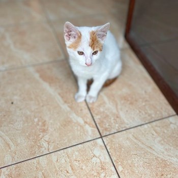 thumbnail petsitter Cluj-Napoca sau bonă pentru animale pentru câini pisici