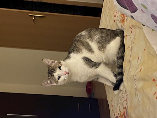 Dima- petsitter Cluj-Napoca or Pet nanny for dogs cats