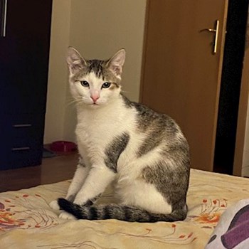 thumbnail petsitter Cluj-Napoca or pet nanny for dogs cats