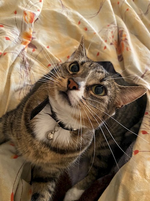 Dima- petsitter Cluj-Napoca or Pet nanny for dogs cats