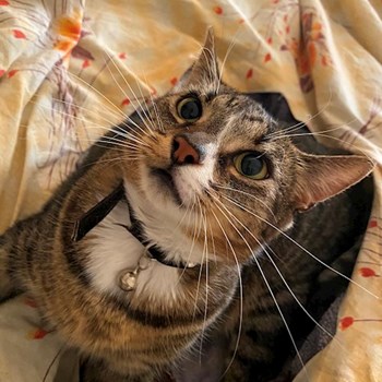 thumbnail petsitter Cluj-Napoca or pet nanny for dogs cats