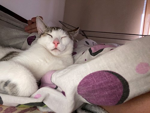 Dima- petsitter Cluj-Napoca or Pet nanny for dogs cats