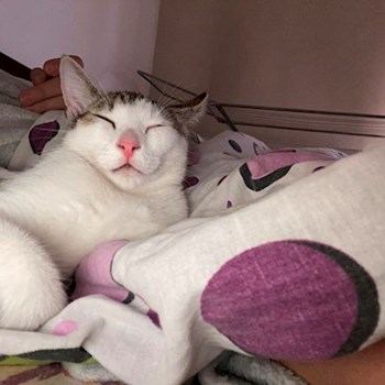 thumbnail petsitter Cluj-Napoca or pet nanny for dogs cats