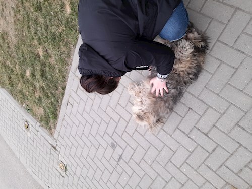 Mădălina- petsitter Timișoara or Pet nanny for dogs cats 