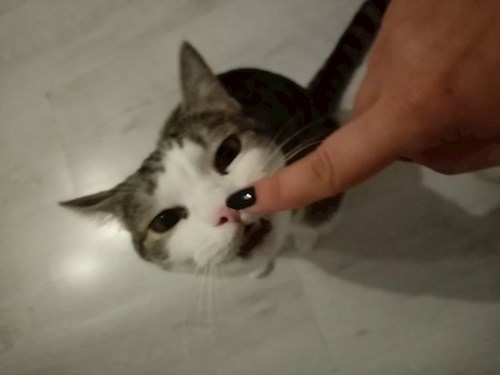 Alexandra- petsitter București sau Bonă pentru animale pentru câini pisici