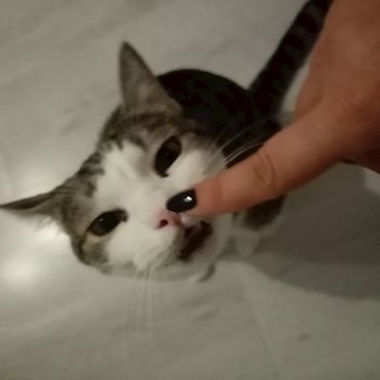 thumbnail petsitter București sau bonă pentru animale pentru câini pisici