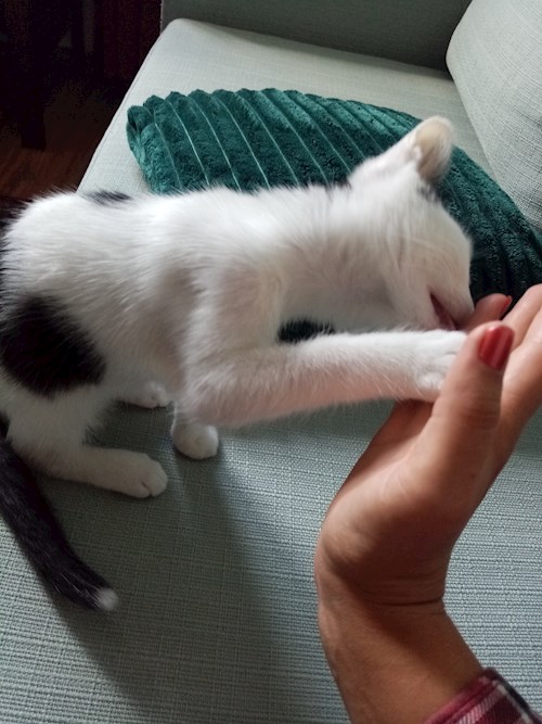 Alexandra- petsitter București sau Bonă pentru animale pentru câini pisici