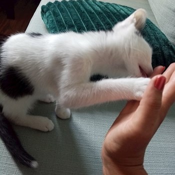 thumbnail petsitter București sau bonă pentru animale pentru câini pisici