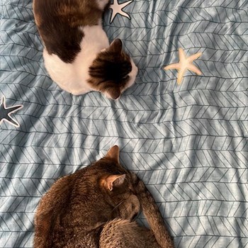 thumbnail petsitter Florești sau bonă pentru animale pentru câini pisici