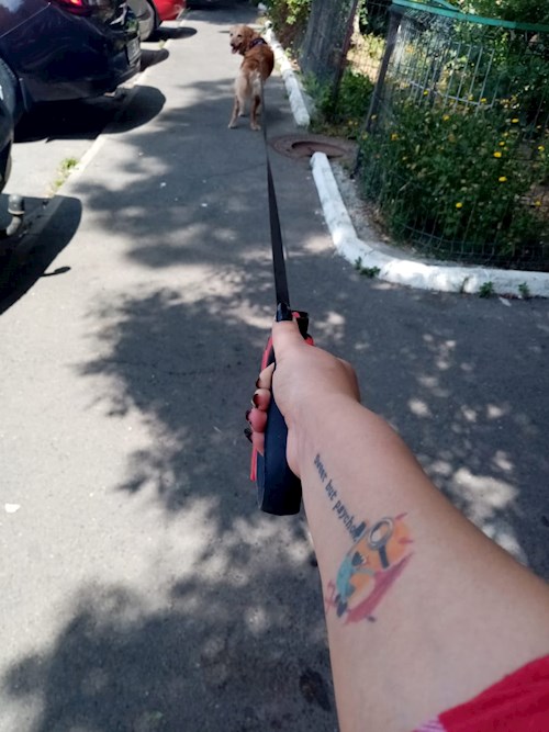 Alexandra- petsitter București sau Bonă pentru animale pentru câini pisici