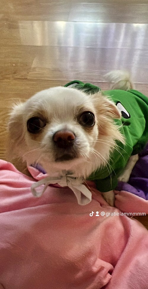 Brinaru- petsitter Timișoara sau Bonă pentru animale pentru câini pisici