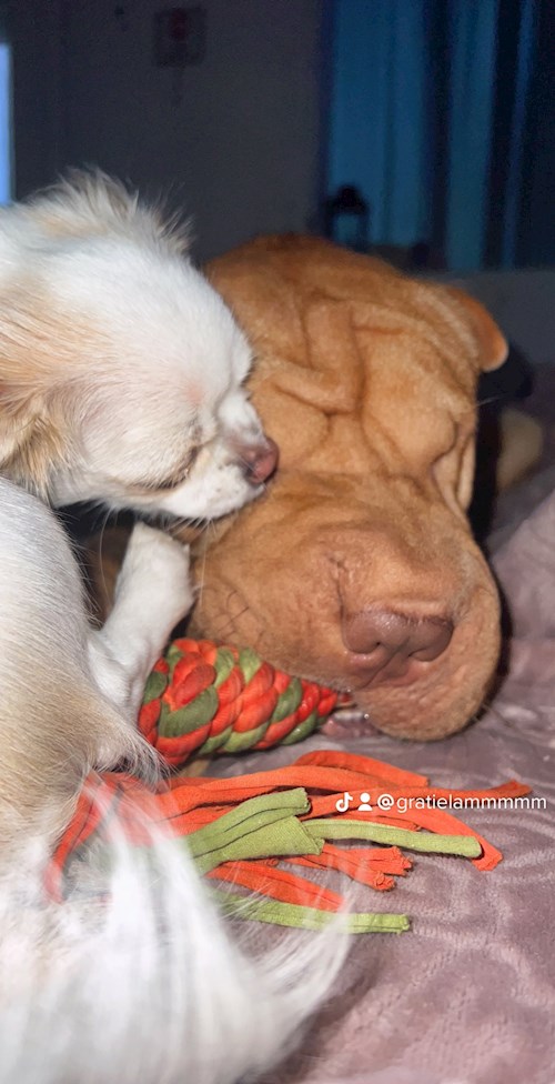 Brinaru- petsitter Timișoara sau Bonă pentru animale pentru câini pisici