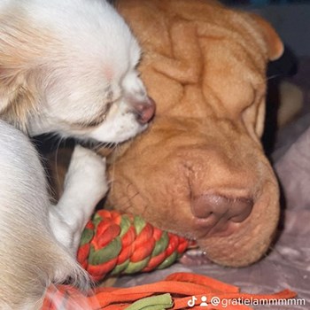 thumbnail petsitter Timișoara sau bonă pentru animale pentru câini pisici