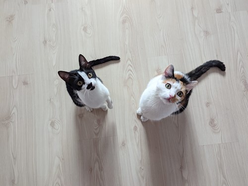 Allison- petsitter București sau Bonă pentru animale pentru câini pisici