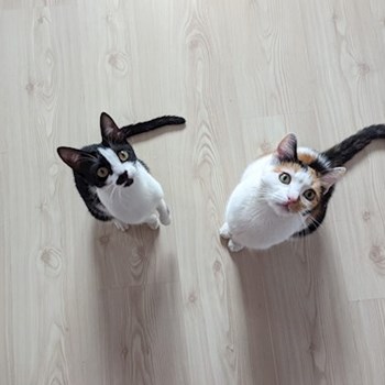 thumbnail petsitter București sau bonă pentru animale pentru câini pisici