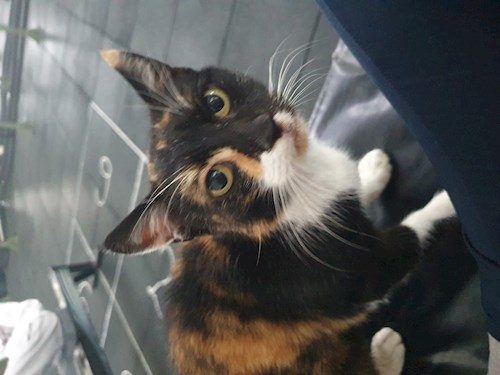 Sabadîș- petsitter Constanța or Pet nanny for dogs cats