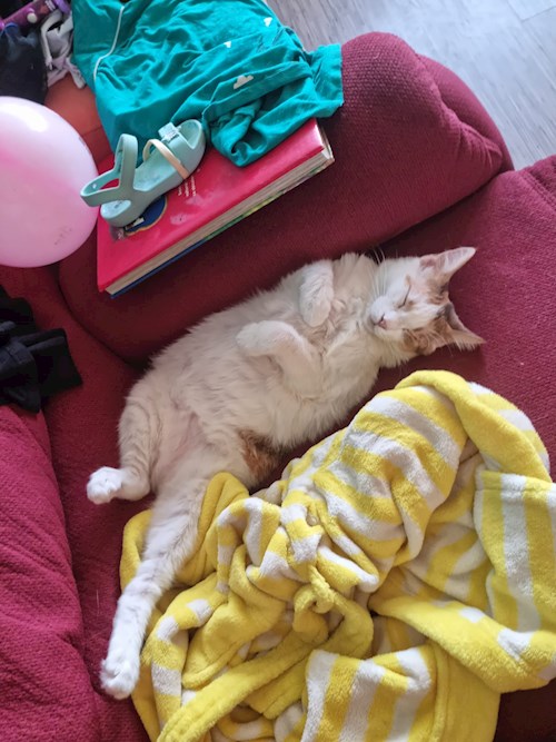 Sabadîș- petsitter Constanța or Pet nanny for dogs cats