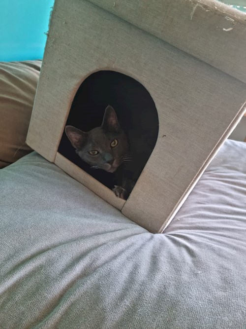 Sabadîș- petsitter Constanța or Pet nanny for dogs cats