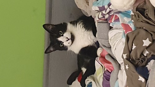 Sabadîș- petsitter Constanța or Pet nanny for dogs cats