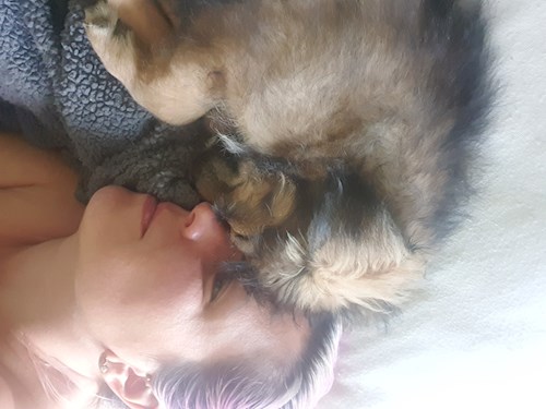 Sabadîș- petsitter Constanța or Pet nanny for dogs cats