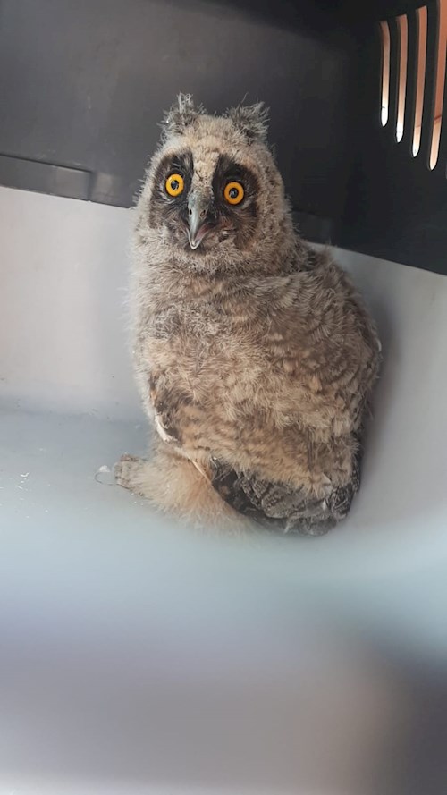 Sabadîș- petsitter Constanța or Pet nanny for dogs cats