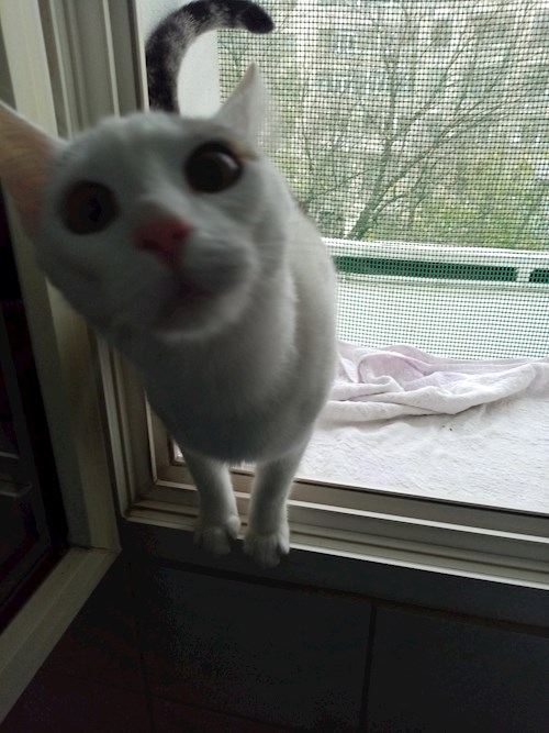 Alexandra- petsitter București sau Bonă pentru animale pentru câini pisici