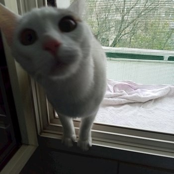 thumbnail petsitter București sau bonă pentru animale pentru câini pisici