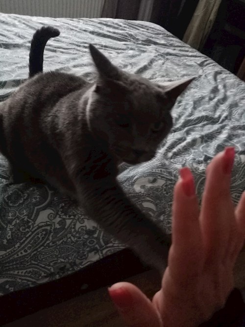 Alexandra- petsitter București sau Bonă pentru animale pentru câini pisici