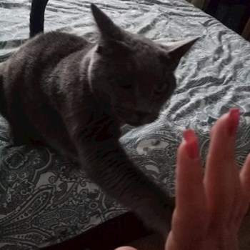 thumbnail petsitter București sau bonă pentru animale pentru câini pisici