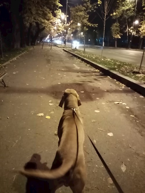 Alexandra- petsitter București sau Bonă pentru animale pentru câini pisici