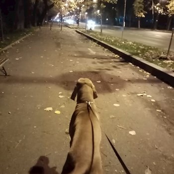 thumbnail petsitter București sau bonă pentru animale pentru câini pisici