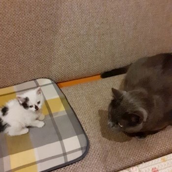  thumbnail petsitter Cluj-Napoca or pet nanny for dogs cats 
