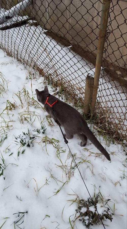 Crisan- petsitter Cluj-Napoca or Pet nanny for dogs cats