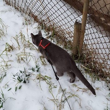 thumbnail petsitter Cluj-Napoca or pet nanny for dogs cats