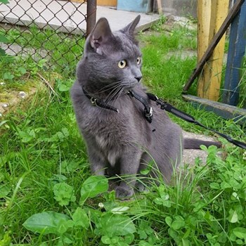 thumbnail petsitter Cluj-Napoca or pet nanny for dogs cats