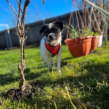  thumbnail petsitter Dobroești or pet nanny for dogs cats 