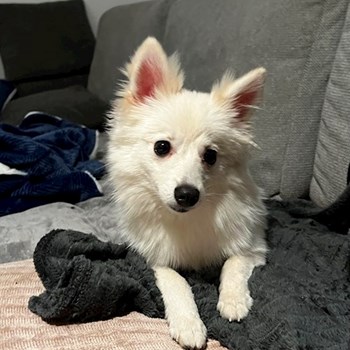  thumbnail petsitter Dobroești or pet nanny for dogs cats 