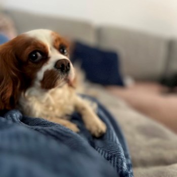  thumbnail petsitter Dobroești or pet nanny for dogs cats 