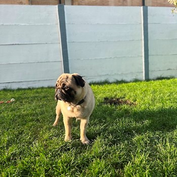  thumbnail petsitter Dobroești or pet nanny for dogs cats 